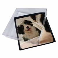 4x Border Collie in Mirror Picture Table Coasters Set in Gift Box