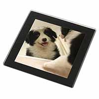 Border Collie in Mirror Black Rim High Quality Glass Coaster