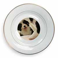 Border Collie in Mirror Gold Rim Plate Printed Full Colour in Gift Box