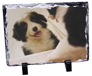 Border Collie in Mirror, Stunning Photo Slate