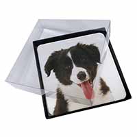 4x Border Collie Puppy Picture Table Coasters Set in Gift Box