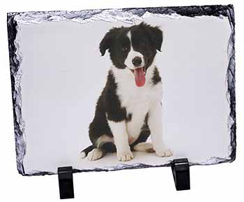 Border Collie Puppy, Stunning Photo Slate