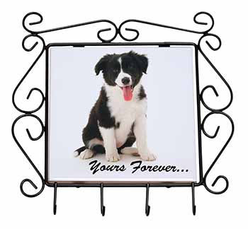 Border Collie Puppy 