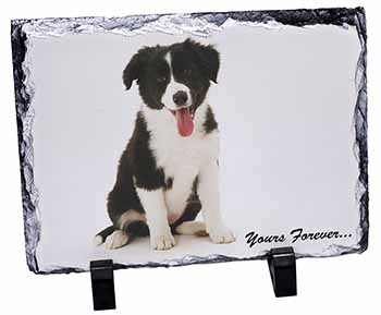 Border Collie Puppy 