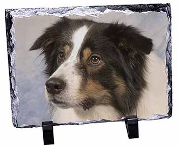 TriCol Border Collie Dog, Stunning Photo Slate