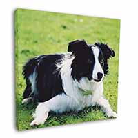 Border Collie Dog Square Canvas 12"x12" Wall Art Picture Print