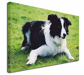 Border Collie Dog Canvas X-Large 30"x20" Wall Art Print