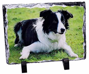 Border Collie Dog, Stunning Photo Slate