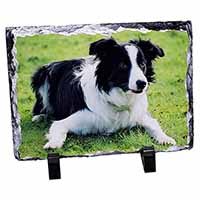 Border Collie Dog, Stunning Photo Slate