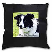 Border Collie Dog 