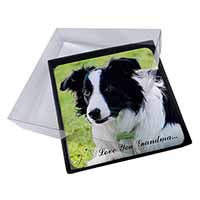 4x Border Collie Dog 