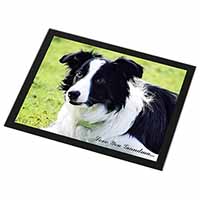 Border Collie Dog 