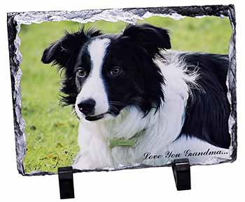 Border Collie Dog 