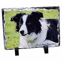 Border Collie Dog 