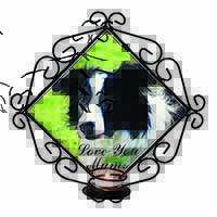 Border Collie Dog 