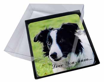 4x Border Collie Dog 