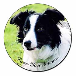 Border Collie Dog 