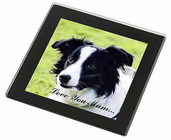 Border Collie Dog 