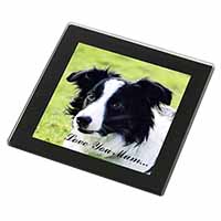 Border Collie Dog 