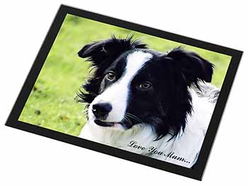 Border Collie Dog 