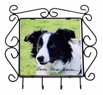 Border Collie Dog 