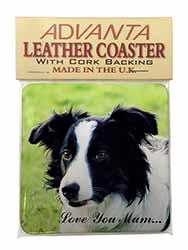 Border Collie Dog 