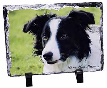 Border Collie Dog 