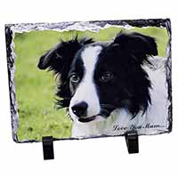 Border Collie Dog 