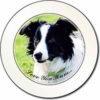 Border Collie Dog 