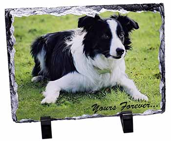 Border Collie Dog "Yours Forever...", Stunning Photo Slate