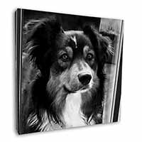 Border Collie in Window Square Canvas 12"x12" Wall Art Picture Print