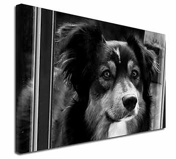 Border Collie in Window Canvas X-Large 30"x20" Wall Art Print