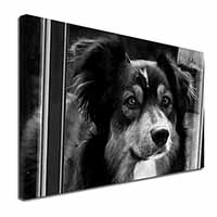 Border Collie in Window Canvas X-Large 30"x20" Wall Art Print