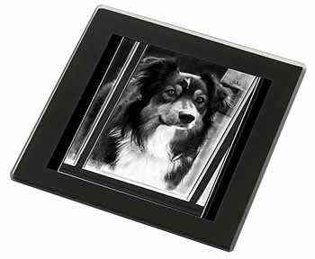 Border Collie in Window Black Rim High Quality Glass Coaster