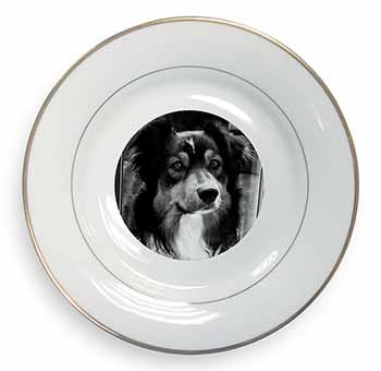 Border Collie in Window Gold Rim Plate Printed Full Colour in Gift Box