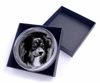 Border Collie in Window Glass Paperweight in Gift Box