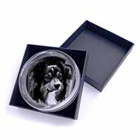 Border Collie in Window Glass Paperweight in Gift Box