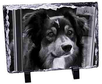 Border Collie in Window, Stunning Photo Slate