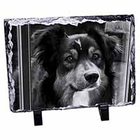 Border Collie in Window, Stunning Photo Slate