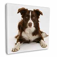 Liver and White Border Collie Square Canvas 12"x12" Wall Art Picture Print