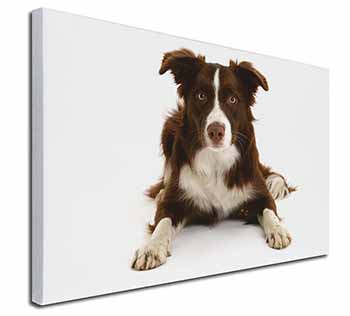Liver and White Border Collie Canvas X-Large 30"x20" Wall Art Print