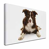 Liver and White Border Collie Canvas X-Large 30"x20" Wall Art Print