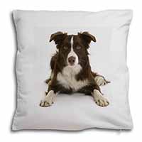 Liver and White Border Collie Soft White Velvet Feel Scatter Cushion