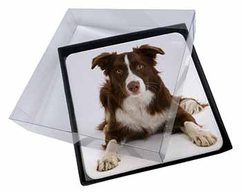 4x Liver and White Border Collie Picture Table Coasters Set in Gift Box