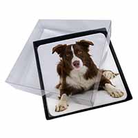 4x Liver and White Border Collie Picture Table Coasters Set in Gift Box