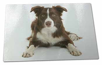 Large Glass Cutting Chopping Board Liver and White Border Collie