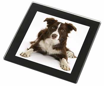 Liver and White Border Collie Black Rim High Quality Glass Coaster