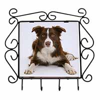 Liver and White Border Collie Wrought Iron Key Holder Hooks