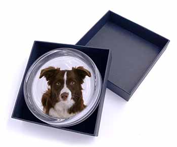 Liver and White Border Collie Glass Paperweight in Gift Box