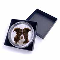 Liver and White Border Collie Glass Paperweight in Gift Box